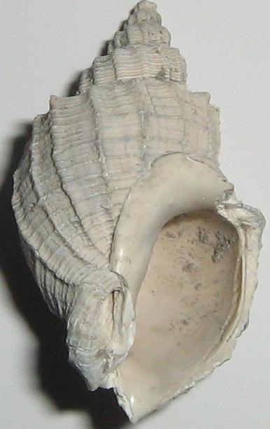 Solatia hirta (Brocchi, 1814) - Pliocene - Toscana